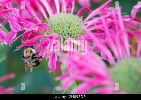 Bumblebee mit Pollen auf einer rosa Blume Stockfoto