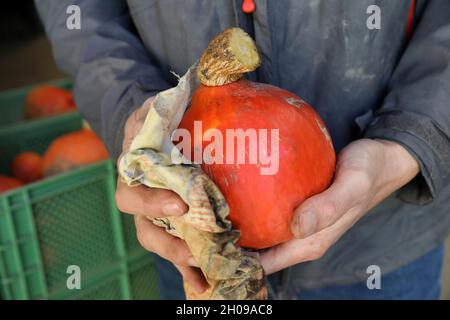 Mecklenburg-Vorpommern, Garvsmühlen: 11. Oktober 2021, 11. Oktober 2021, Mecklenburg-Vorpommern, Garvsmühlen: Auf dem Bio-Bauernhof Garvsmühlen werden frisch geerntete Hokkaido-Kürbisse gereinigt. Der Bio-Betrieb hat die Früchte im vergangenen Jahr zum ersten Mal angebaut, und in diesem Jahr wachsen die Kürbisse auf einer Fläche von einem Hektar. Etwa 10,000-15,000 Kürbisse reifen seit Mai. Nach der Ernte werden sie auf eine besondere Weise im Bio-Bauernhof gelagert, die es ermöglicht, die Früchte bis Januar zu liefern. Sie werden an Einzelhändler, landwirtschaftliche Betriebe und Großhändler geliefert. Foto: Bernd Wüstneck/dpa-Zent Stockfoto