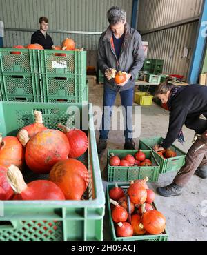 Mecklenburg-Vorpommern, Garvsmühlen: 11. Oktober 2021, 11. Oktober 2021, Mecklenburg-Vorpommern, Garvsmühlen: Auf dem Bio-Bauernhof Garvsmühlen Andreas Kotzbauer (l-r), Mitarbeiter, Ulrich Kotzbauer, Geschäftsführer, Und Sabine Kotzbauer, Mitarbeiterin, säubert frisch geerntete Hokkaido-Kürbisse. Der Bio-Betrieb hat die Früchte im vergangenen Jahr zum ersten Mal angebaut, und in diesem Jahr wachsen die Kürbisse auf einer Fläche von einem Hektar. Etwa 10,000-15,000 Kürbisse reifen seit Mai. Nach der Ernte werden sie auf eine besondere Weise im Bio-Bauernhof gelagert, die es ermöglicht, die Früchte bis J zu liefern Stockfoto