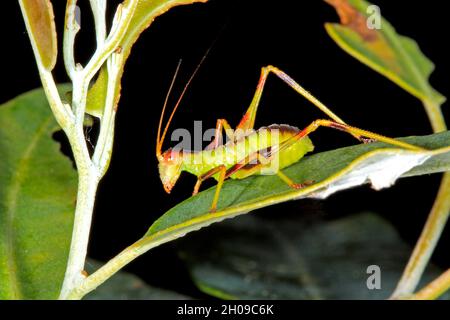 Katydid mit Gummiblatt, Torbia viridissima. Nymphe. Coffs Harbour, NSW, Australien Stockfoto