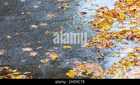 Herbsthintergrund mit gefallenen gelben Blättern auf schwarzem nassem Asphalt Stockfoto