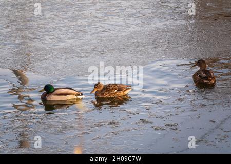 Enten schwimmen am eiskalten Ufer des Flusses entlang. Wildenten im Winter. Die Wasseroberfläche ist teilweise mit Eis bedeckt. Kaltes Winterwetter Stockfoto