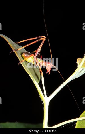 Katydid mit Gummiblatt, Torbia viridissima. Nymphe. Coffs Harbour, NSW, Australien Stockfoto