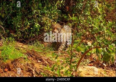 Jaguar ist die größte südamerikanische Katze, hier am Ufer des Flusses Cuiabá, Pantanal, Mato Grosso, Brasilien Stockfoto