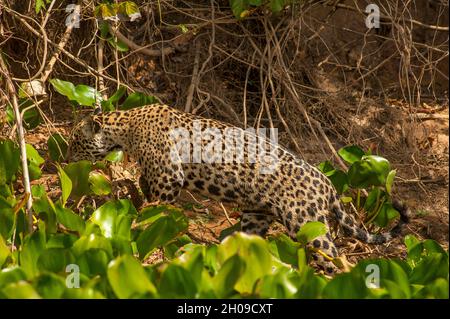 Jaguar ist die größte südamerikanische Katze, hier am Ufer des Flusses Cuiabá, Pantanal, Mato Grosso, Brasilien Stockfoto