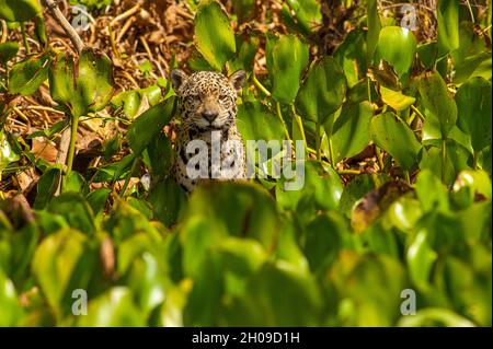 Jaguar ist die größte südamerikanische Katze, hier am Ufer des Flusses Cuiabá, Pantanal, Mato Grosso, Brasilien Stockfoto