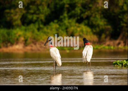 Tuiuiu, der Vogel gilt als das Symbol des Pantanal, Mato Grosso, Brasilien Stockfoto