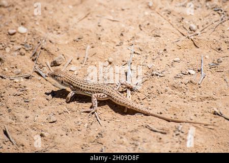 Eine Nahaufnahme einer kleinen Eidechse liegt unter einem heißen Felsen unter der Sommersonne. Die Negev-Wüste, Israel. Hochwertige Fotos Stockfoto