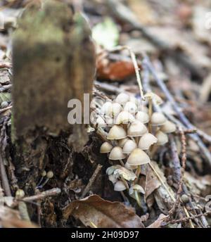 Kleine weiße Pilze wachsen im Wald auf einem alten, mit Moos bedeckten Stumpf Stockfoto