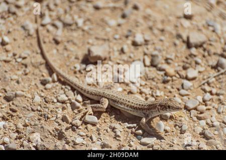 Eine Nahaufnahme einer kleinen Eidechse liegt unter einem heißen Felsen unter der Sommersonne. Die Negev-Wüste, Israel. Hochwertige Fotos Stockfoto