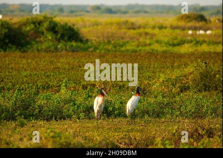 Tuiuiu, der Vogel gilt als das Symbol des Pantanal, Mato Grosso, Brasilien Stockfoto