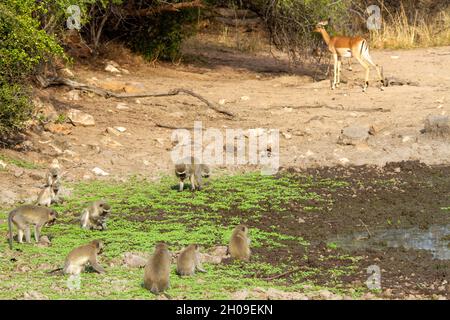 Vervet-Affen spielen und suchen an einem Wasserloch im afrikanischen Busch nach Nahrung Stockfoto