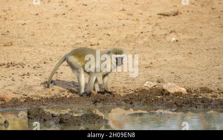 Vervet-Affen spielen und suchen an einem Wasserloch im afrikanischen Busch nach Nahrung Stockfoto