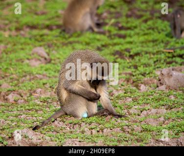 Vervet-Affen spielen und suchen an einem Wasserloch im afrikanischen Busch nach Nahrung Stockfoto