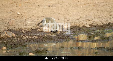 Vervet-Affen spielen und suchen an einem Wasserloch im afrikanischen Busch nach Nahrung Stockfoto