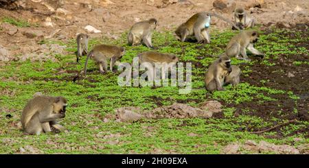 Vervet-Affen spielen und suchen an einem Wasserloch im afrikanischen Busch nach Nahrung Stockfoto