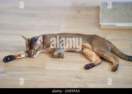 Schöne Katzenrasse Bengal liegt auf dem Boden Stockfoto