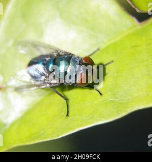 Makroaufnahme einer gewöhnlichen orientalischen Latrinenfliege mit einem grün-blauen metallisch gefärbten Körper mit roten Augen, die morgens bei hellem Tageslicht auf einem Blatt sitzen Stockfoto