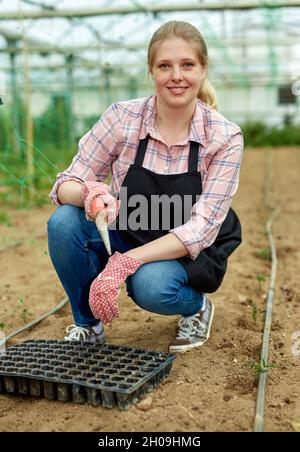 Junge Gärtnerin mit Schürze und Handschuhen, die grüne Sämlinge Pflanzen Stockfoto