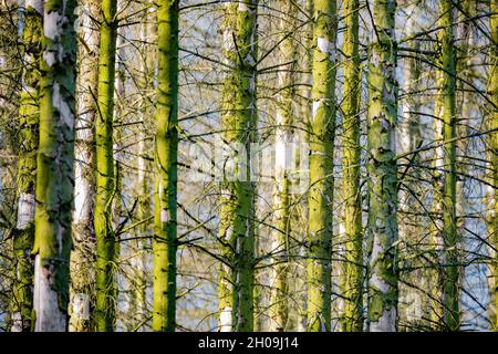 Fichte Trunks in EINEM Mossy Wald, Rinde bedeckt von Flechten, Tschechische Republik Hochland, Europa Stockfoto