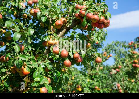 Reife frische Birnen auf Baum im Garten Stockfoto