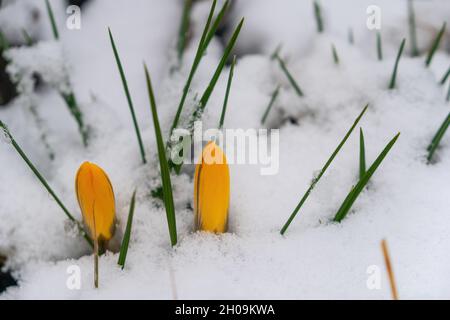 Nahaufnahme von schmelzendem Schnee und gelben Krokus, die im frühen Frühjahr im Wald blühen. Wunderschöne wilde Krokussen Blumen, Nahaufnahme. Crocus scharojanii. Stockfoto