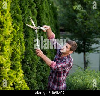 Hübscher junger Mann, der Thuja mit einer Schere im Garten trimmt Stockfoto