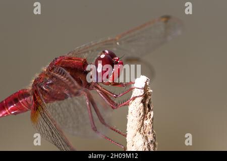 Rote Libelle auf Holz Stockfoto