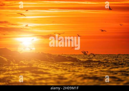 Eine Schar Möwen fliegt und fischt im Meer. Warmer Sonnenuntergang Himmel über dem Meer, Sonneneinstrahlung. Silhouetten von Möwen, die in Zeitlupe vom fliegen Stockfoto