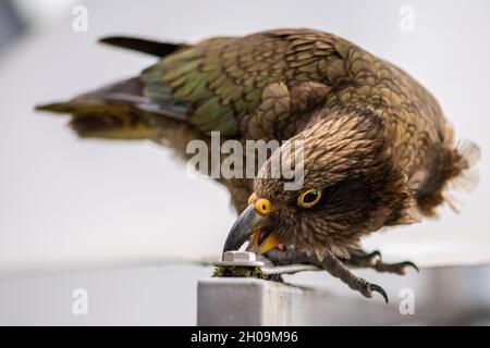 Wellington. Oktober 2021. Das am 10. Oktober 2021 aufgenommene Foto zeigt einen Kea in Fox Glacier Township, South Island, Neuseeland. Neuseeland plant, die Bleivergiftung von Kea, dem weltweit einzigen alpinen Papagei und einer endemischen Art in Neuseeland, zu reduzieren, sagte Minister für Naturschutz Kiri Allan am Dienstag. Quelle: Yang Liu/Xinhua/Alamy Live News Stockfoto