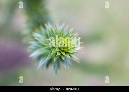 Nahaufnahme der Spitze des Astes eines Araucaria araucana Baumes. Nahaufnahme von charakteristischen dreieckigen, scharfen Blättern. Stockfoto