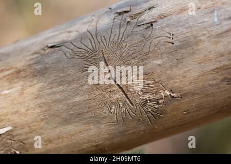 Spuren eines Schädlings (Rindenkäfer) auf einer Baumrinde. Stockfoto