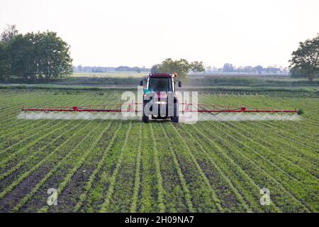 Traktor spritzt Erntegut mit Pestiziden im Frühjahr auf dem Feld Stockfoto