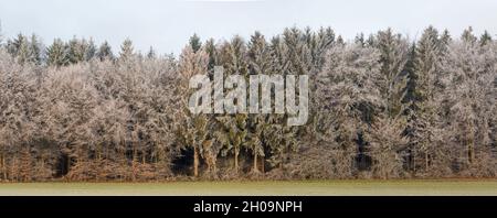 Panorama des Waldes während der Wintersaison. Bäume mit Eis und Schnee bedeckt. Am Waldrand. Stockfoto