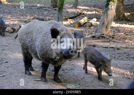 Mutter Eber mit ihren kleinen Wildschweinen Stockfoto