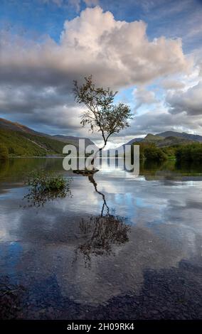 Abenddämmerung am einsame Baum von Llyn Padarn in Snowdonia, Gwynedd Wales Vereinigtes Königreich Stockfoto