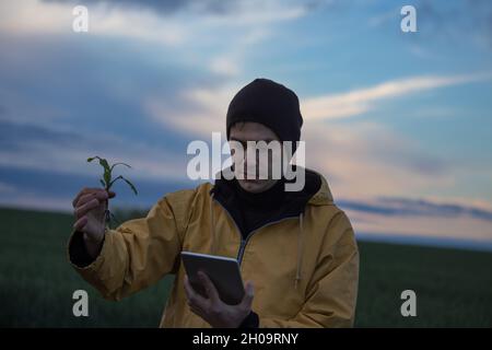 Landwirt in Regenmantel hält Mais sprießen und Blick auf Tablette im Feld Stockfoto