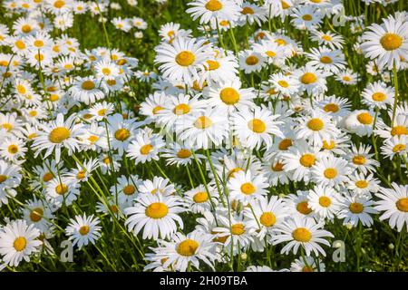 '10.06.2021, Deutschland, Nordrhein-Westfalen, Recklinghausen - Margueriten blühen auf Sommerwiese. 00X210610D504CAROEX.JPG [MODELLVERSION: NEIN, PROP Stockfoto