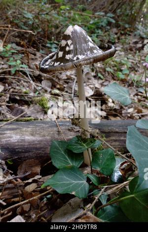 Herbstfarbe von Sizilien Natur Nahaufnahme von Coprinus Picaceus Pilz im Ätna Park Stockfoto