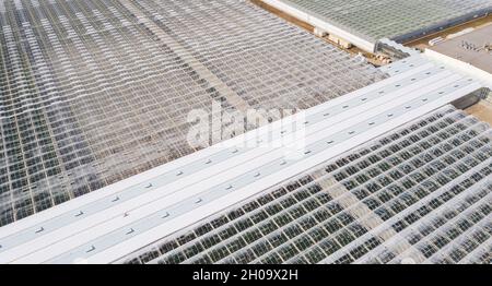 Industrielle landwirtschaftliche Gewächshäuser für den Anbau von Gemüse. Luftaufnahme Stockfoto