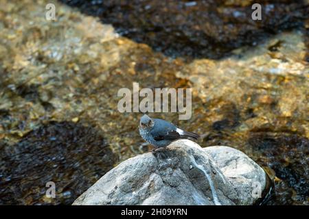 Plumbeous Wasser Rotstart oder Rhyacornis fuliginosa Vogel auf Felsen in der Nähe des Flussstroms thront Stockfoto