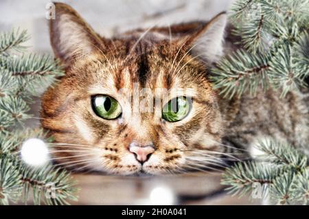 Frohes neues Jahr 2022, Zahlen, Katze, weihnachten, Neujahr Katze, santa, Neujahrskarte Stockfoto