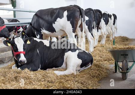 Gruppe holsteinischer Kühe auf Stroh im Stall Stockfoto