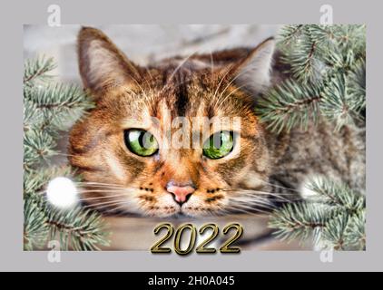 Frohes neues Jahr 2022, Zahlen, Katze, weihnachten, Neujahr Katze, santa, Neujahrskarte Stockfoto