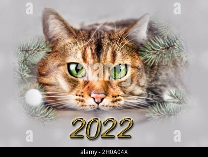Frohes neues Jahr 2022, Zahlen, Katze, weihnachten, Neujahr Katze, santa, Neujahrskarte Stockfoto