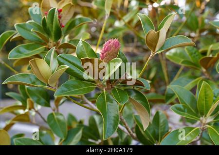 Ficus grüner Baum mit Knospe und grünen Blättern, die draußen wachsen. Grüner natürlicher Rücken Stockfoto