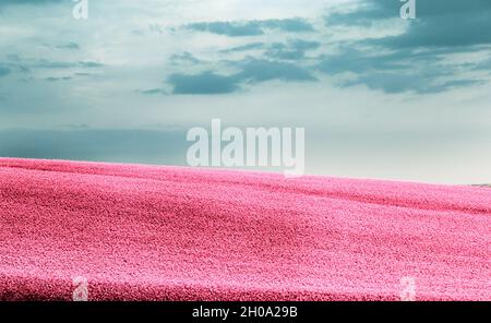 Landschaft von rosa Blumen auf Wiese mit blauem Himmel im Hintergrund Stockfoto