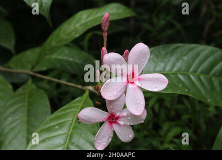 Nahaufnahme eines rosa-weißen Blütenstaufens mit Regentropfen auf der Oberfläche im Garten Stockfoto