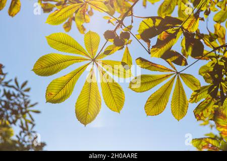 Rosskastanie (Aesculus Hippocastanum) Blätter von unten im Spätsommer, Ungarn Stockfoto