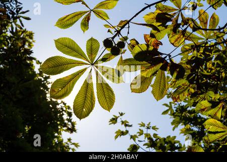 Rosskastanie (Aesculus Hippocastanum) Blätter von unten im Spätsommer, Ungarn Stockfoto